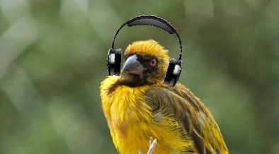 Every Good Empanicaption Needs a Good Soundtrack: Birds of Prey Soundtrack  Review – The Megaphone