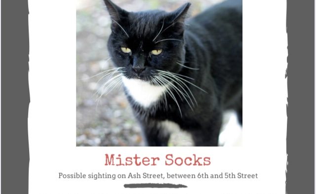 Beloved Campus Cat Mr. Socks Gone Missing – The Megaphone