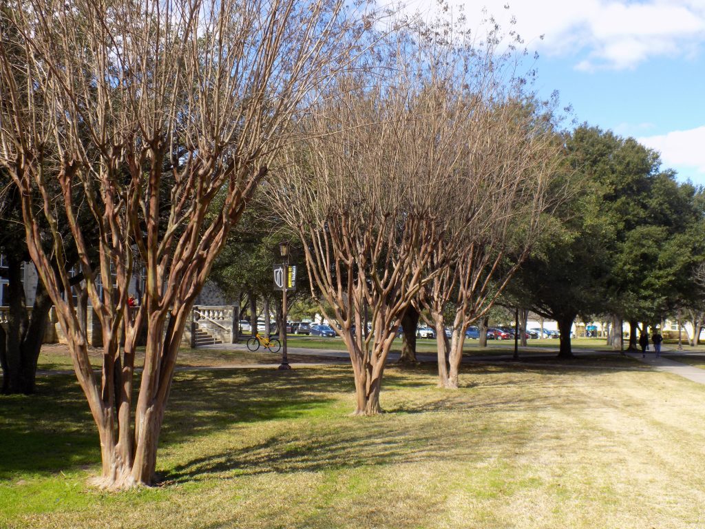 Bradford pear online