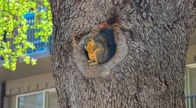 Wildlife on Campus: A Guide